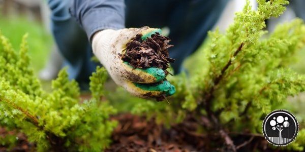 arborist vancouver tree care