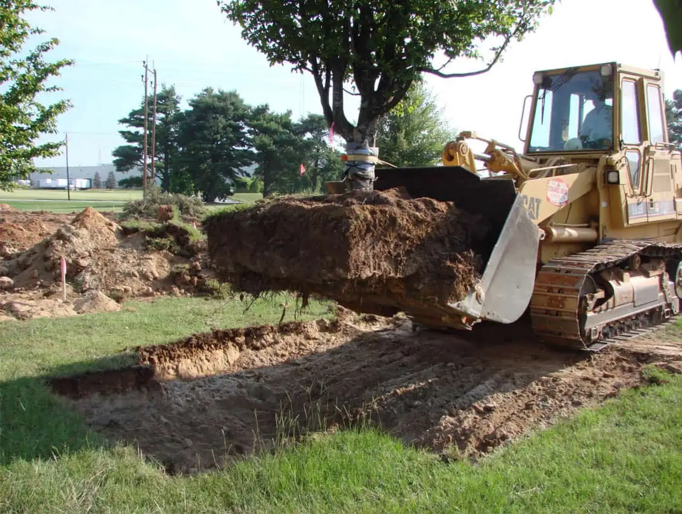 transplanting trees