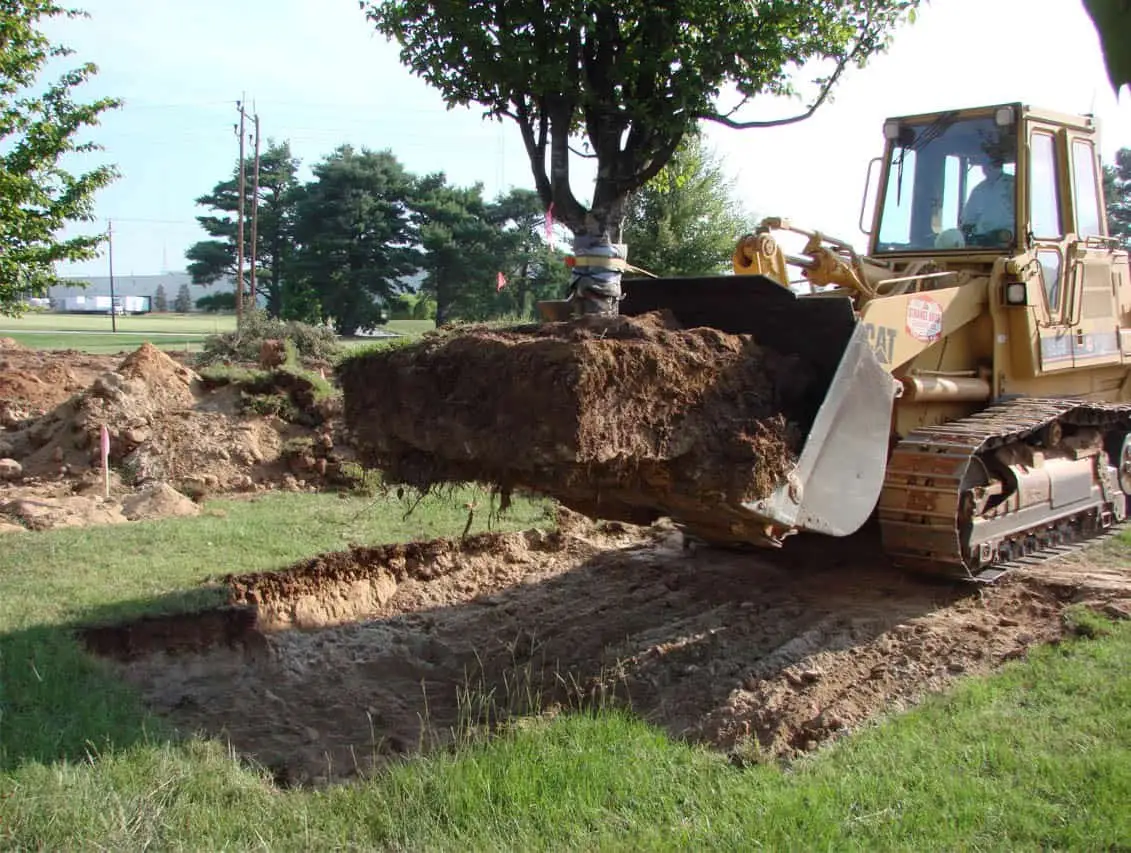 transplanting trees