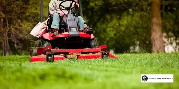 arborist vancouver on a lawn cutting tractor machine to ensure lawn health