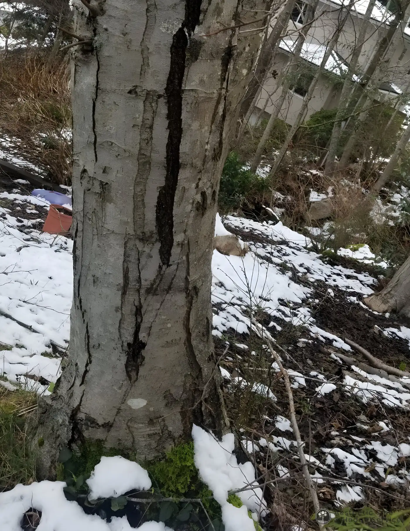 Deep vertical crack in a tree trunk found during an Aesthetic Tree arborist assessment in Vancouver