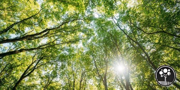 vancouver arborist tree canopy project