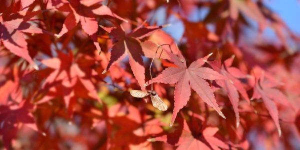 apanese-maple-pruning-with-arborist-vancouver-aesthetic-tree-care