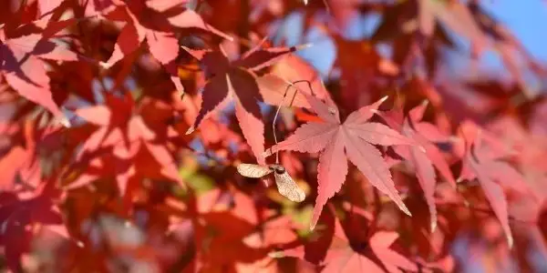 apanese-maple-pruning-with-arborist-vancouver-aesthetic-tree-care