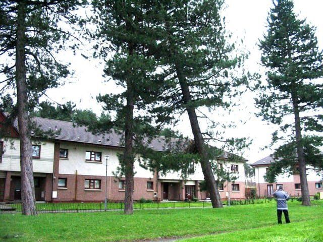 Possible dangerous tree geograph.org .uk 563926