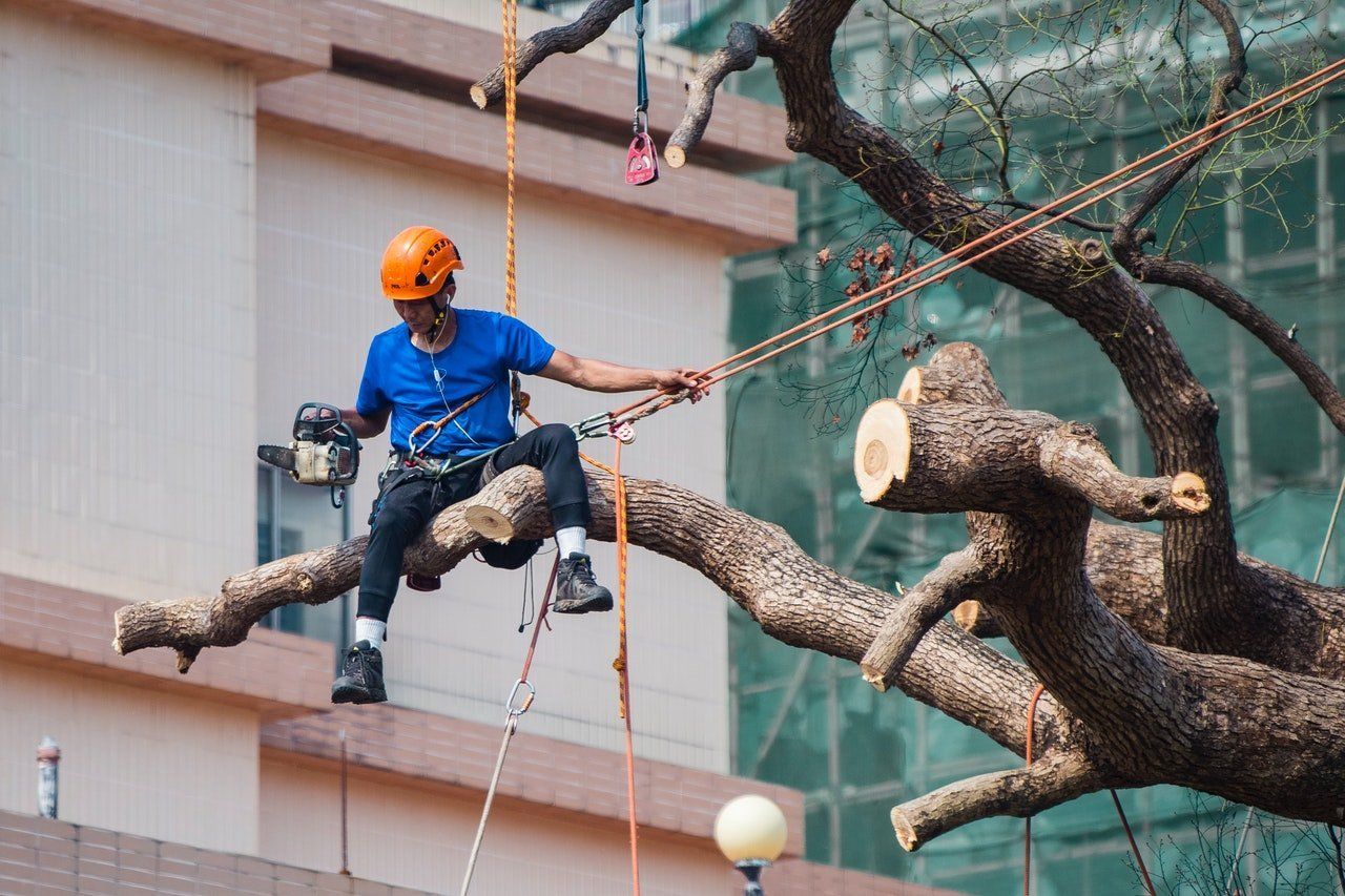 tree cutting vancouver
