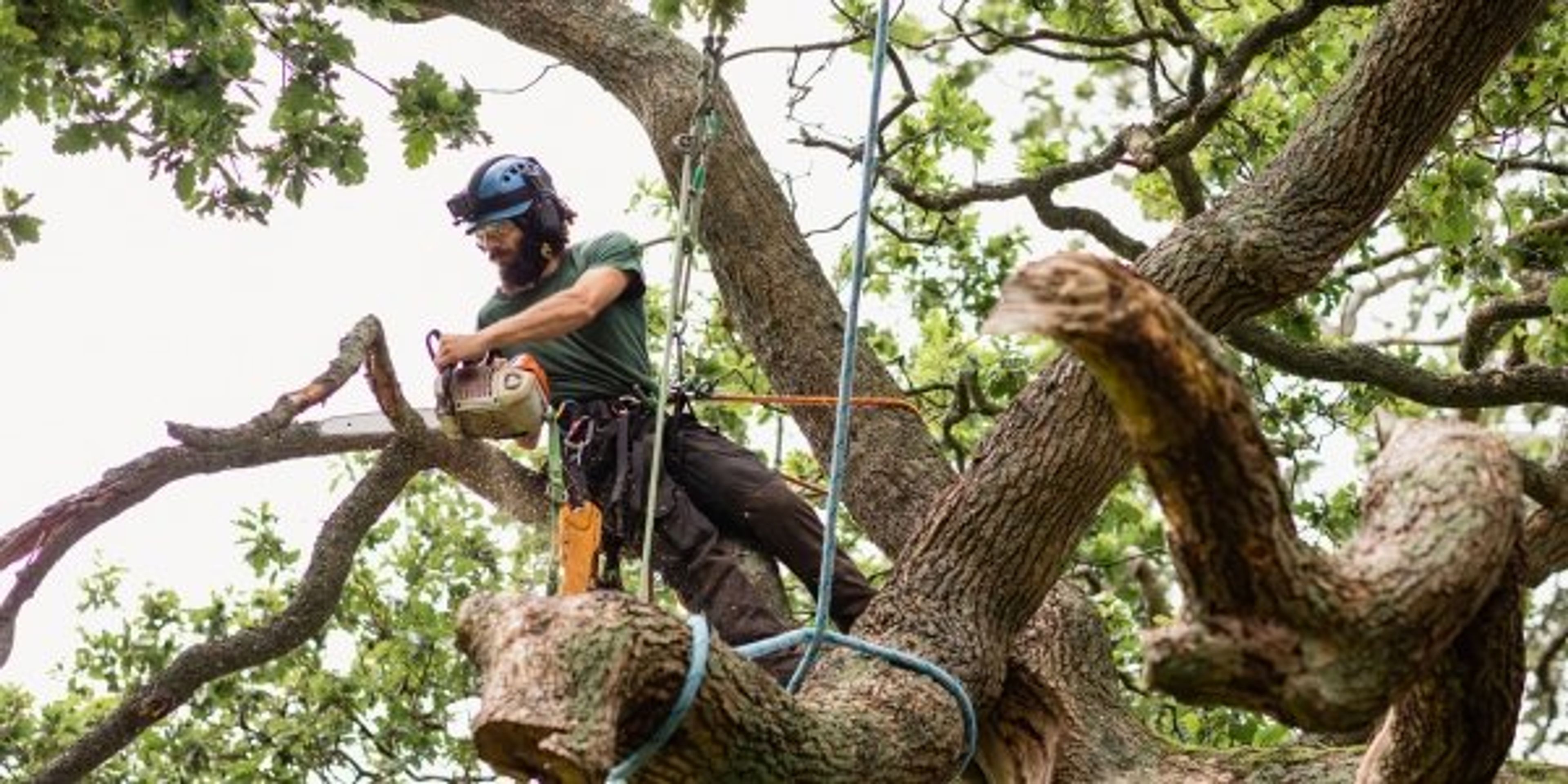 tree removal in greater vancouver