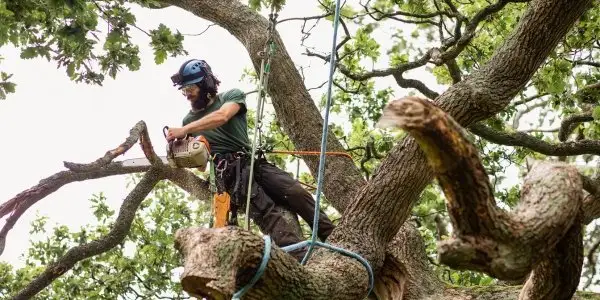 City of Vancouver tree removal permit arborist report