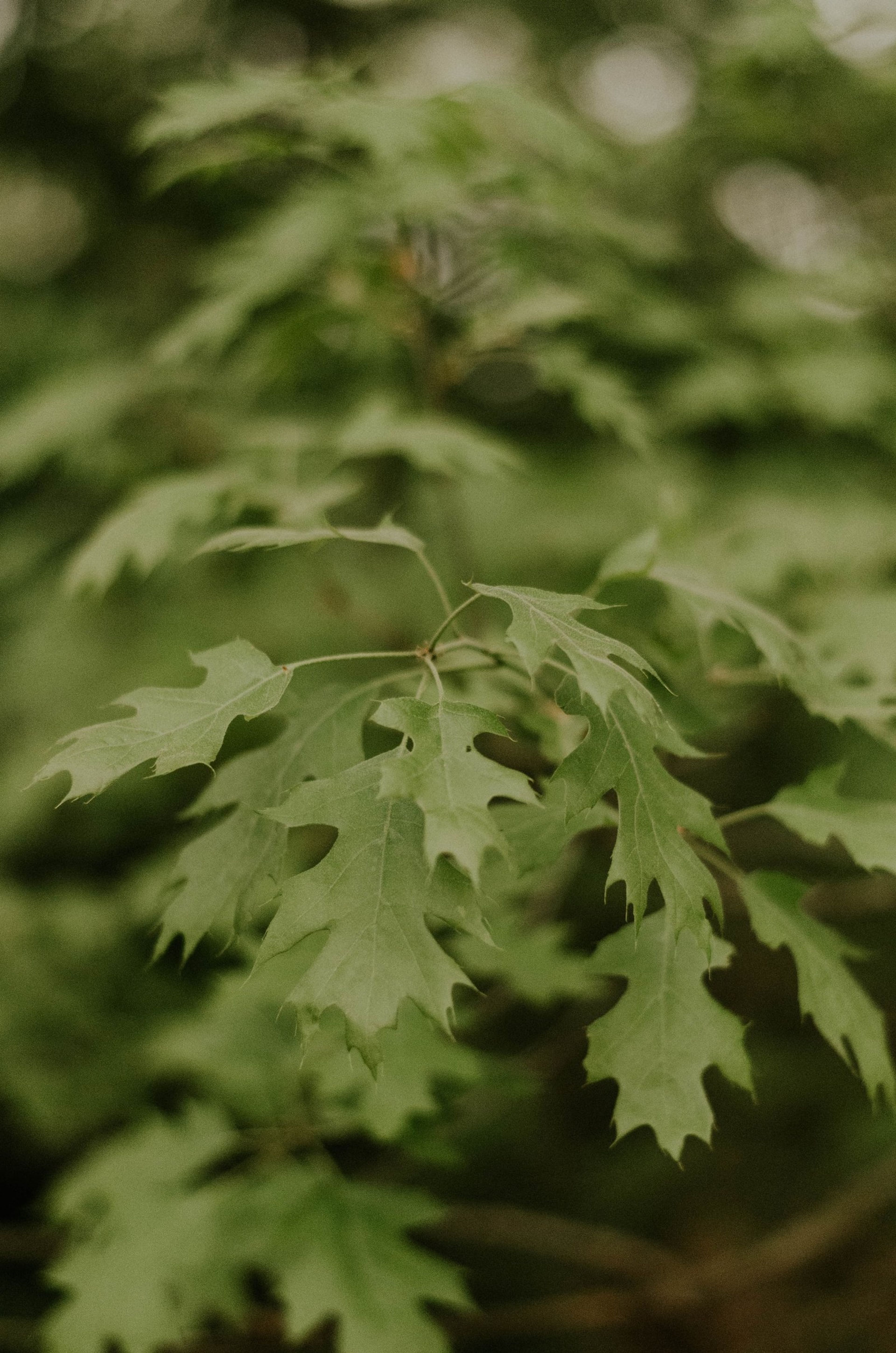 benigno hoyuela OzvofprHxB4 unsplash