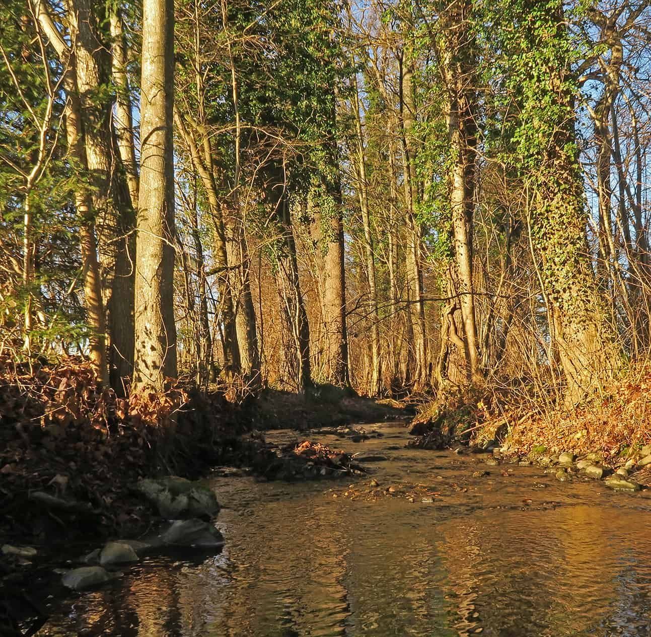 Port Coquitlam Professional Tree Services