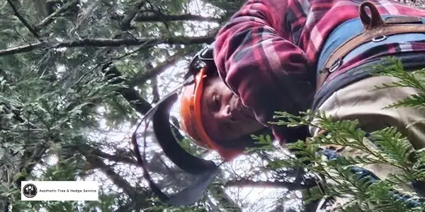 aesthetic tree arborist vancouver