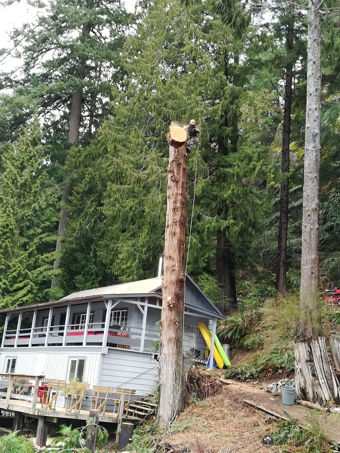 Arborist taking down a tall cedar in sections beside a house where no bucket truck can reach