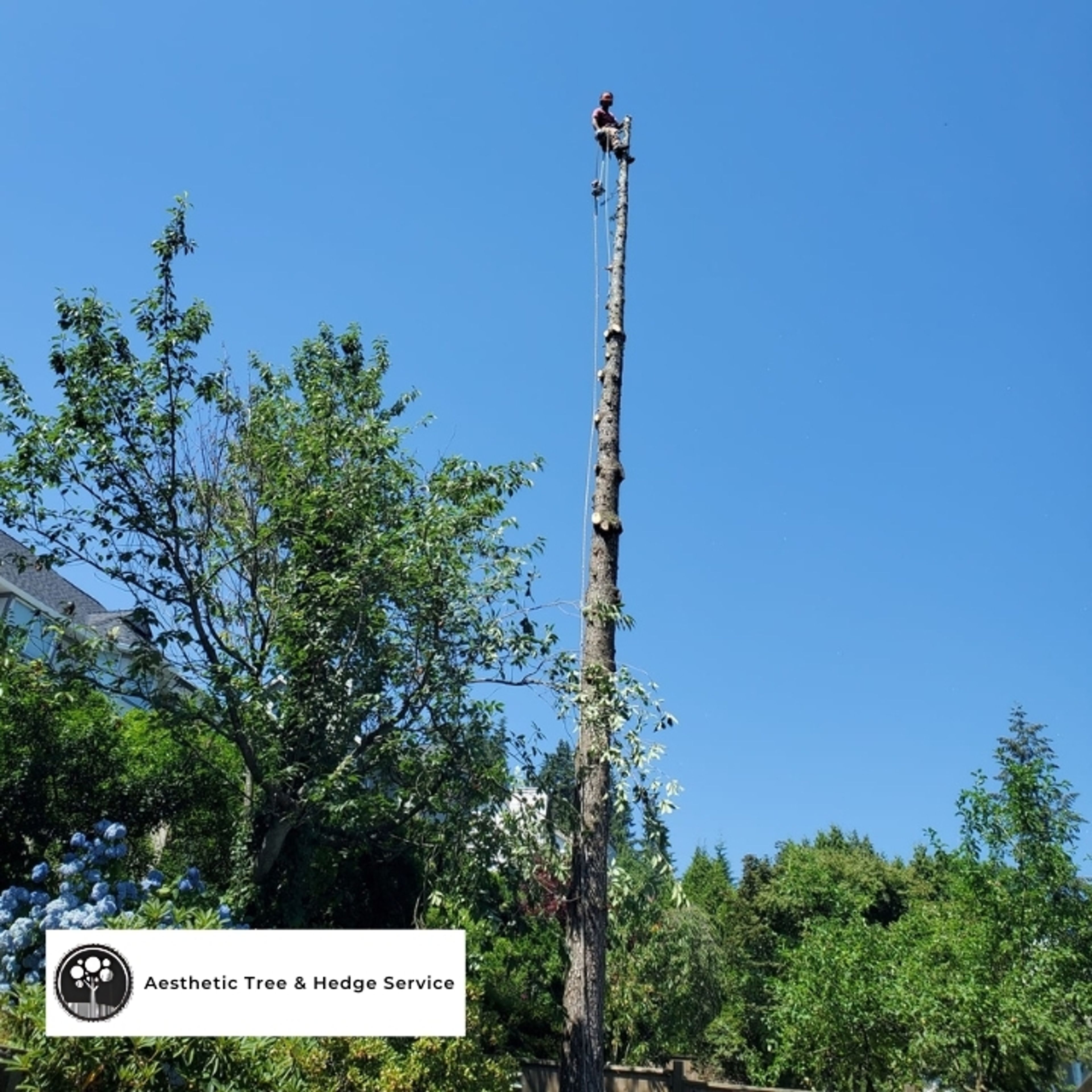 arborist stump removal vancouver — tree removal Vancouver