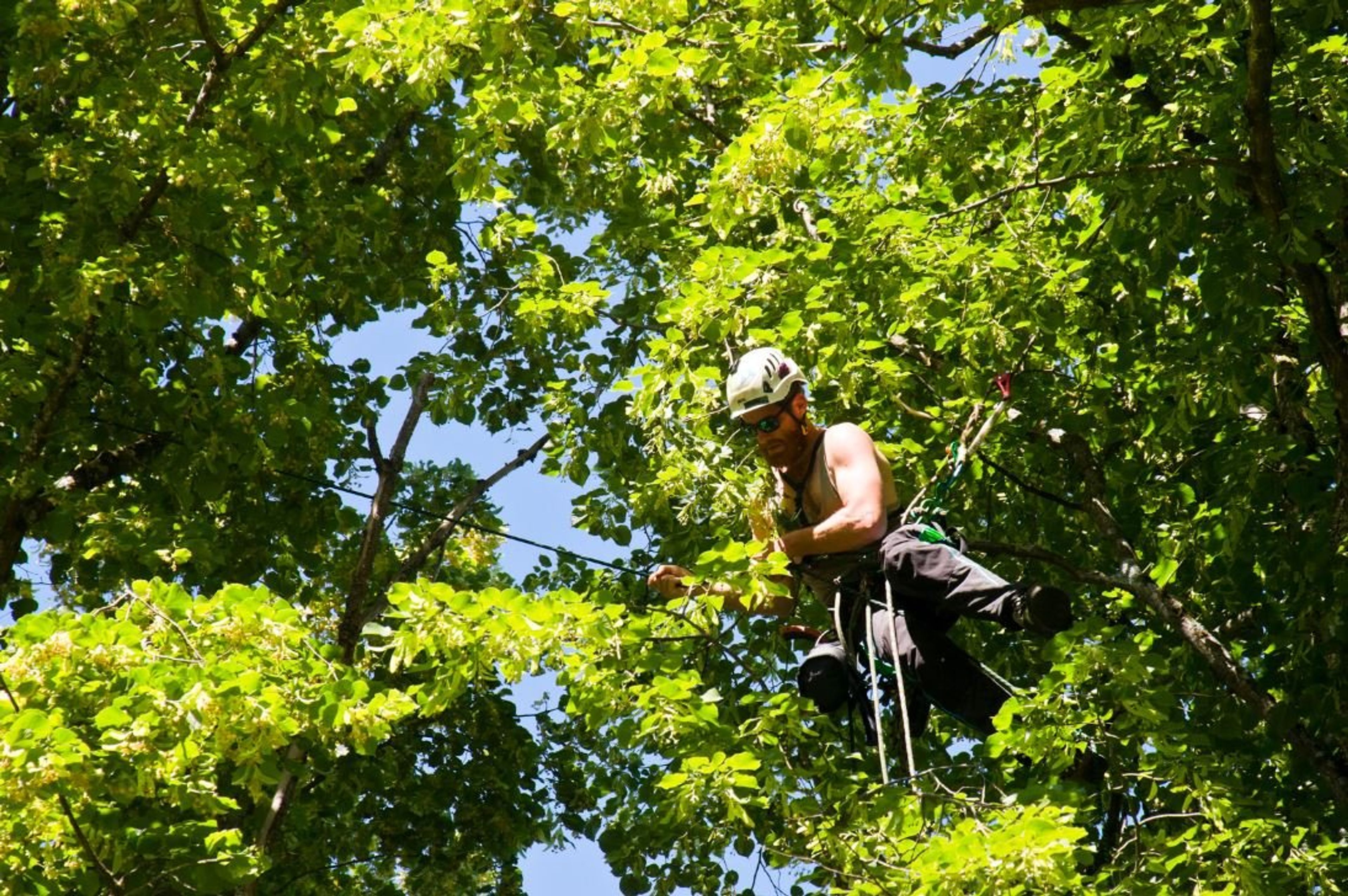 Understanding Arborists: Guardians of Tree Health