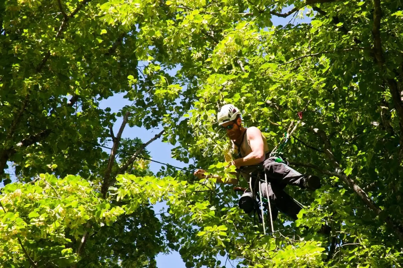 Understanding Arborists: Guardians of Tree Health