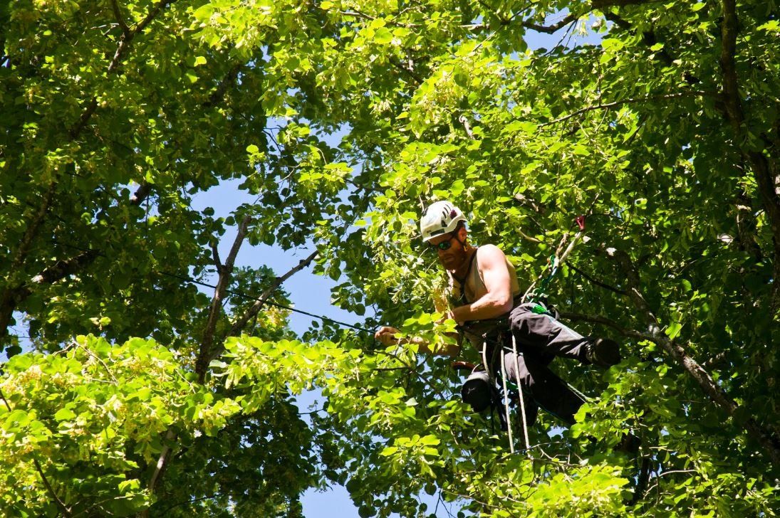 Understanding Arborists: Guardians of Tree Health