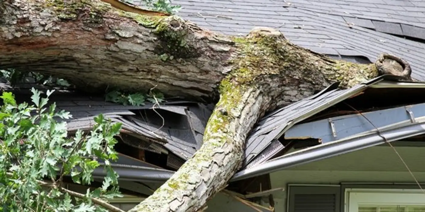 arborist vancouver aesthetic tree