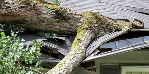 arborist vancouver aesthetic tree