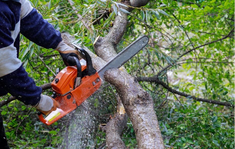 Regular Tree Maintenance and Pruning for Homeowners