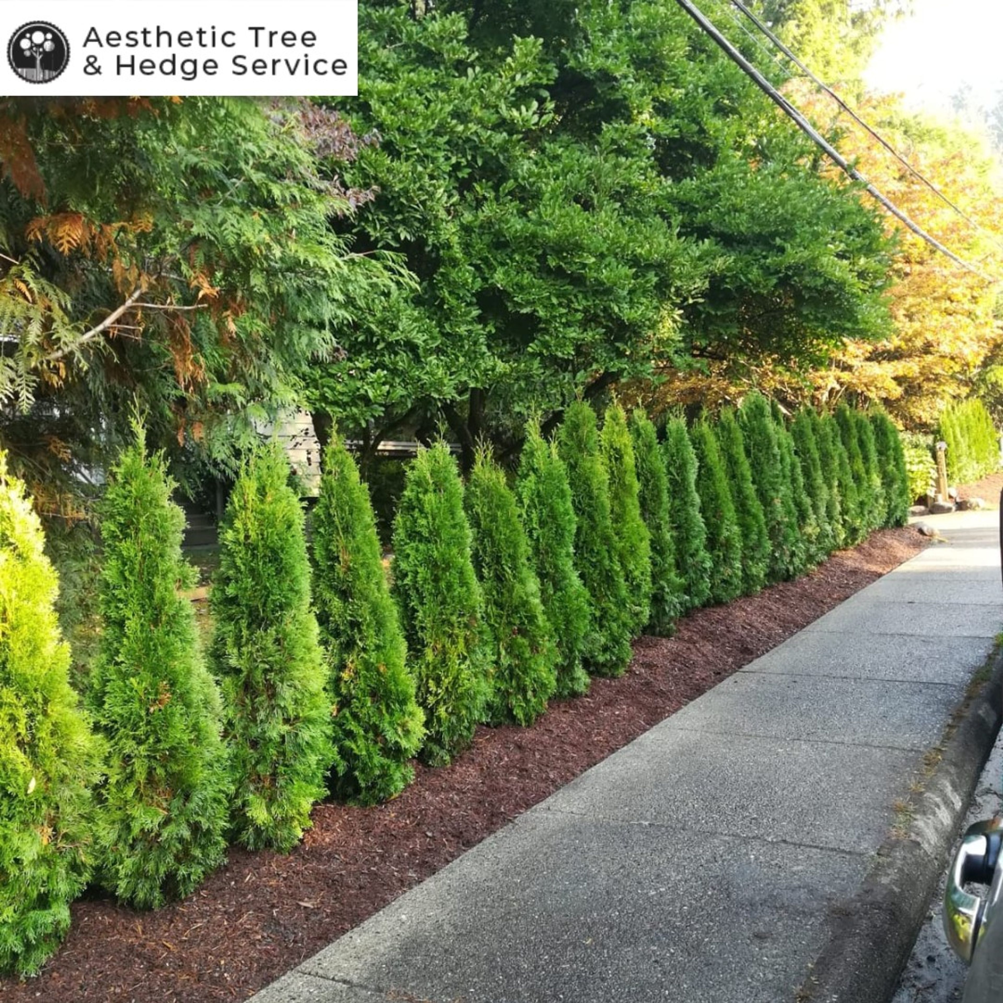 cedar hedge row planting vancouver — protecting trees from heat stress Vancouver