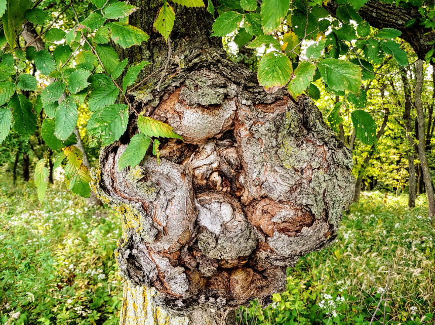 Addressing Common Tree Issues: Prevention and Solutions