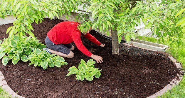 Mulching