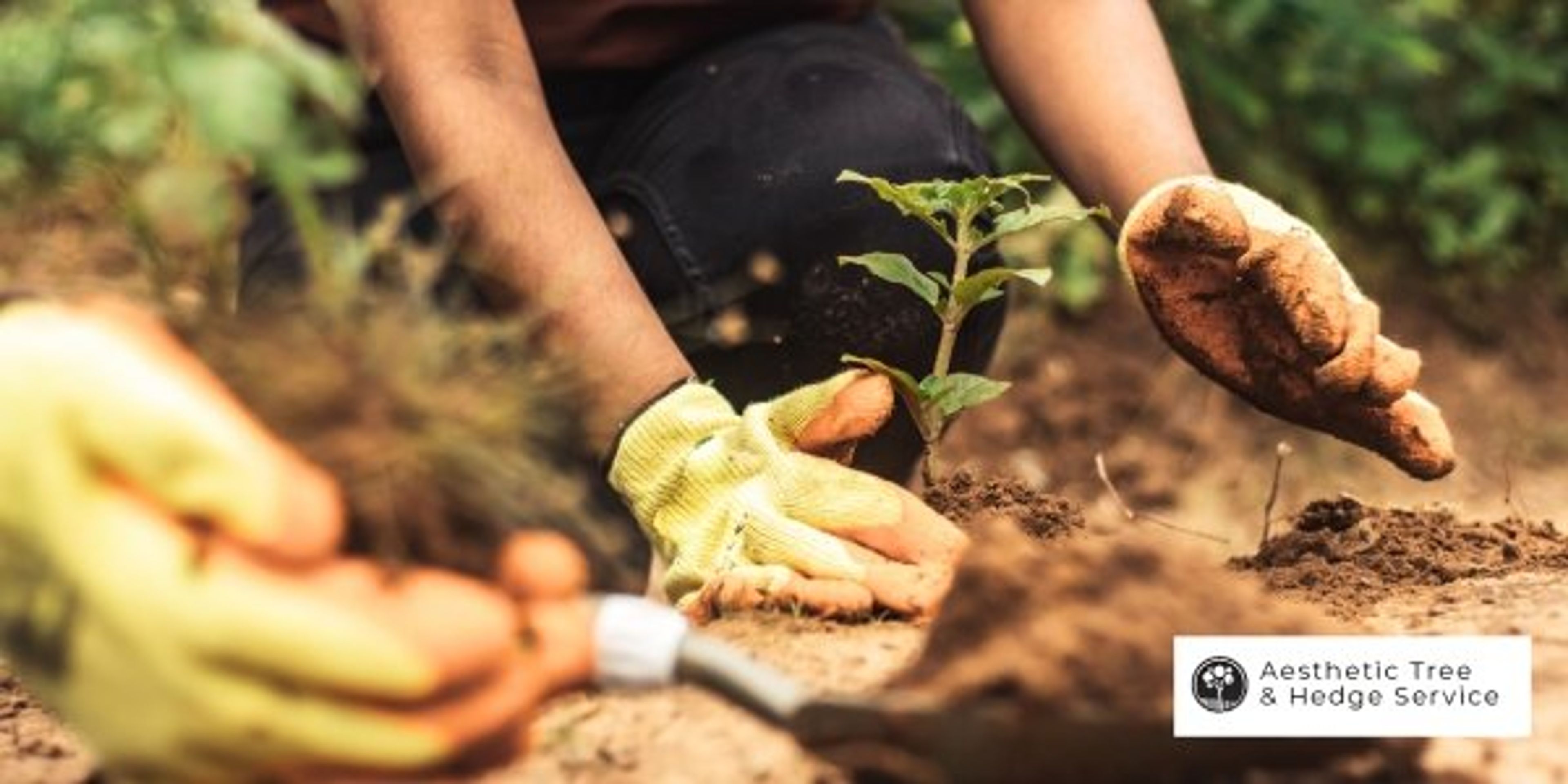 vancouver arborist tree planting