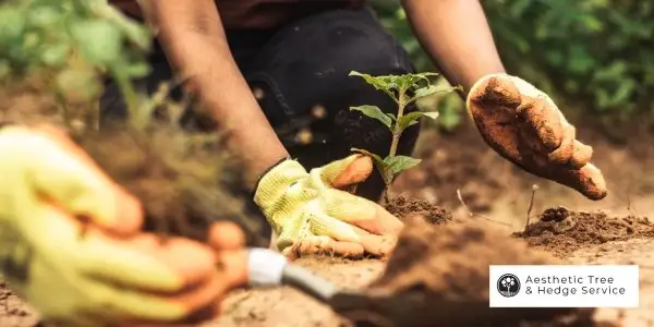 vancouver arborist tree planting