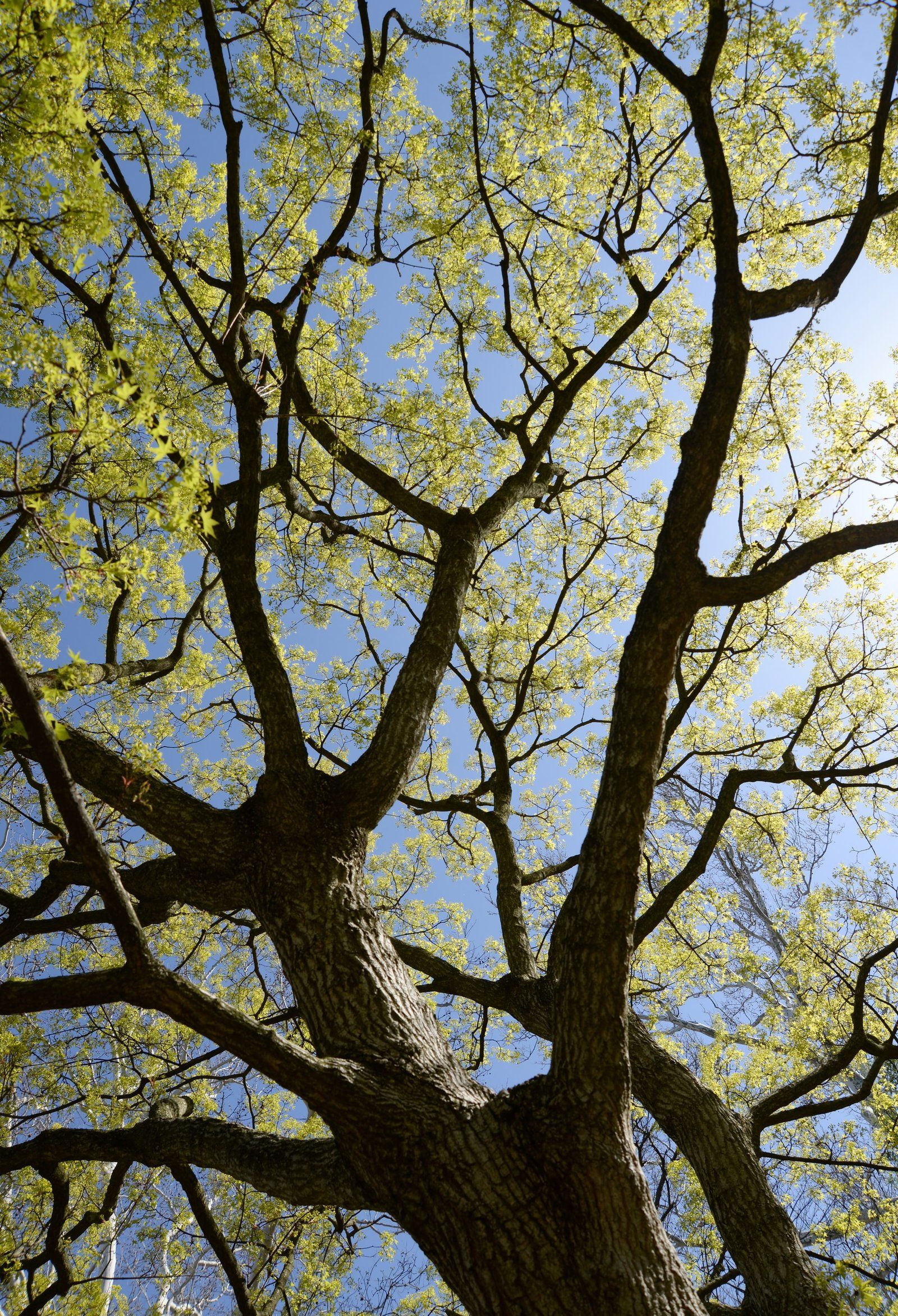 laura ockel lya C 2uQD4 unsplash