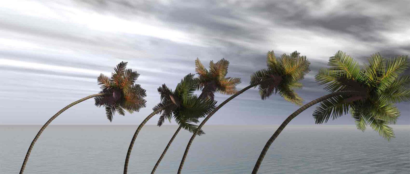 tree storm proofing