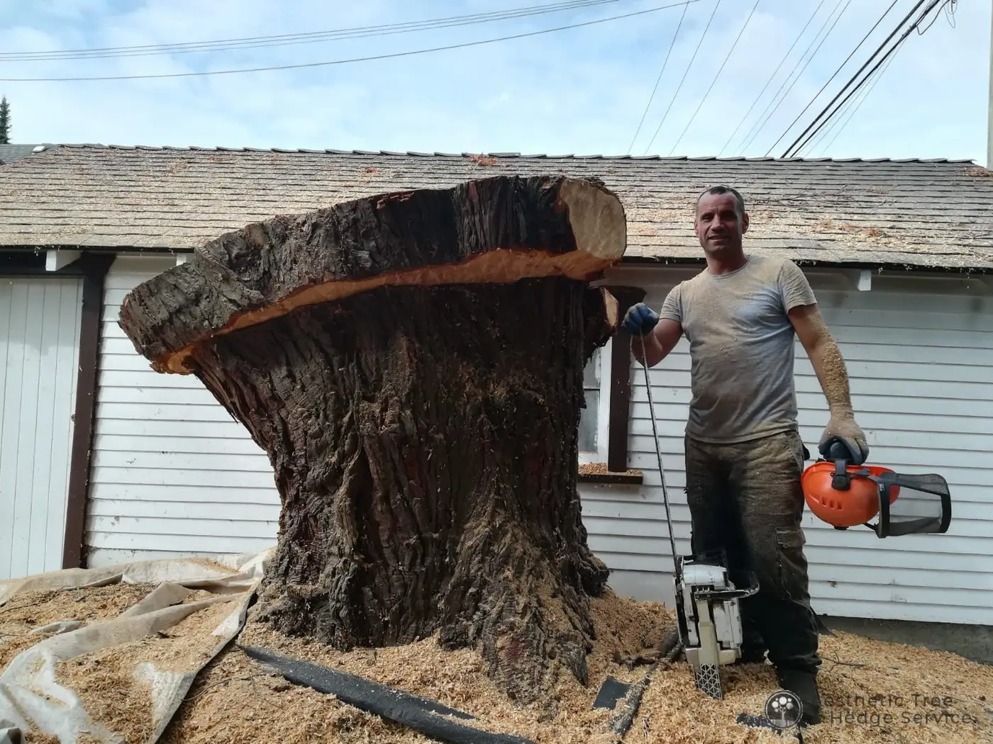 Aesthetic Tree crew member beside a large stump after a residential tree job in Vancouver