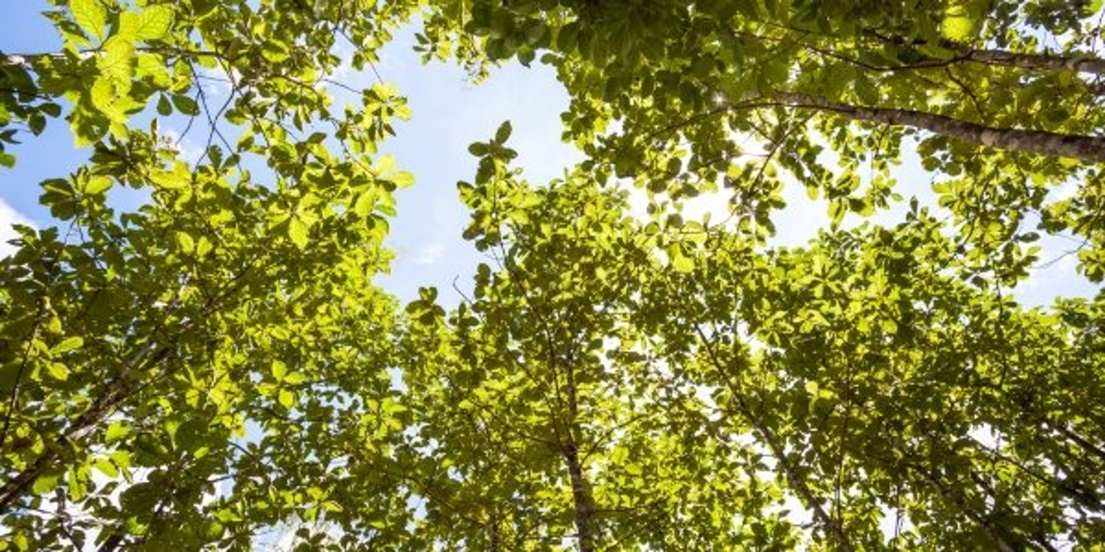 vancouver arborist guide to tree topping and alternatives