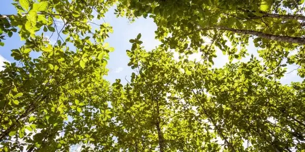 vancouver arborist guide to tree topping and alternatives
