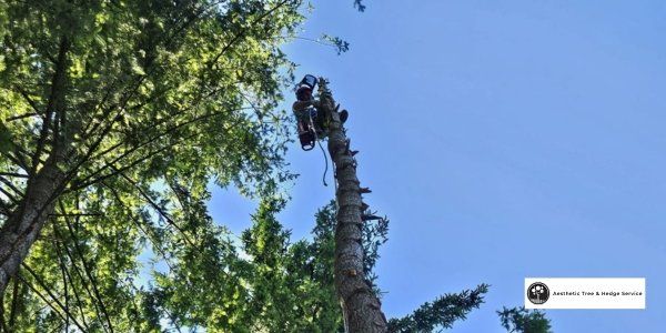 vancouver arborist aesthetic tree care service