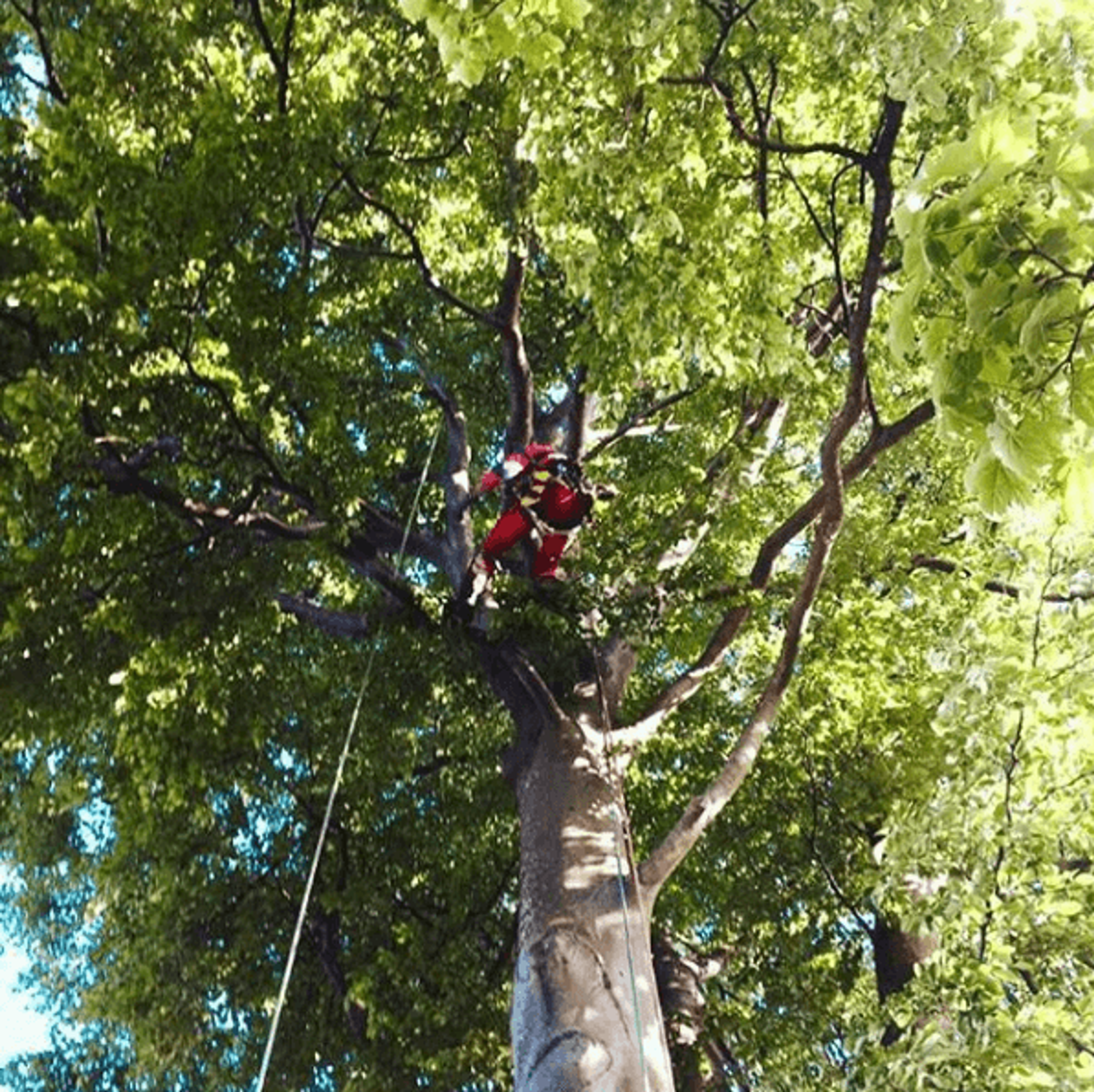 Tree maintenance