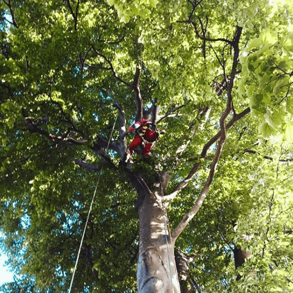 Tree maintenance