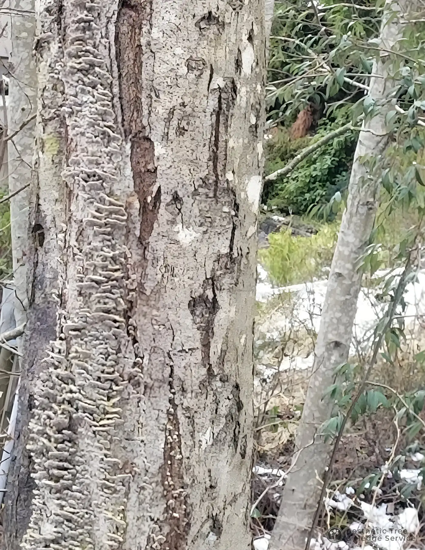 Fungal growth and bark damage on a tree trunk during an arborist diagnosis in Vancouver