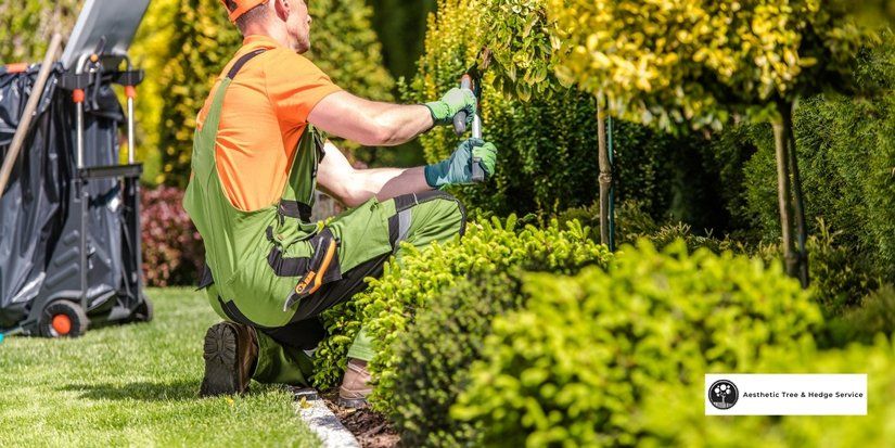 aesthetic tree arborist vancouver trimming plants using big scissors for a budgeted vancouver landscaping costs service