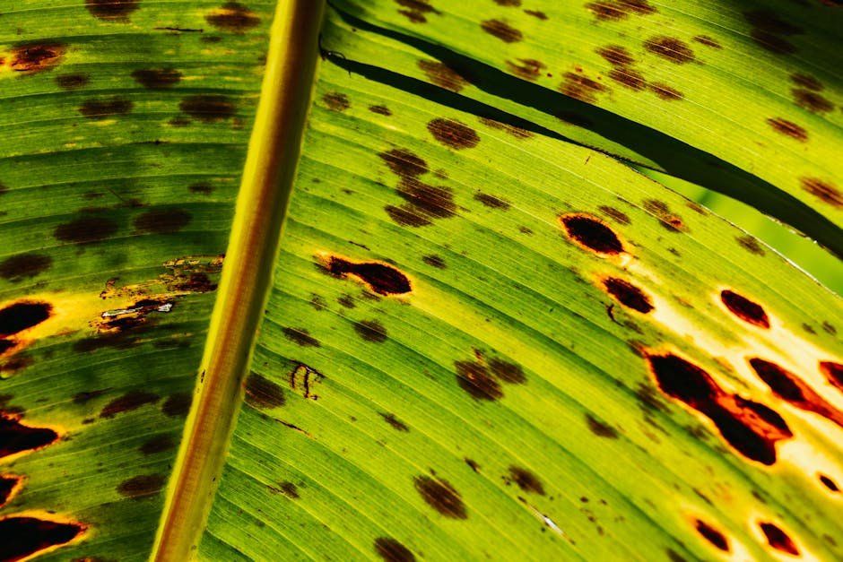 anthracnose fungal disease