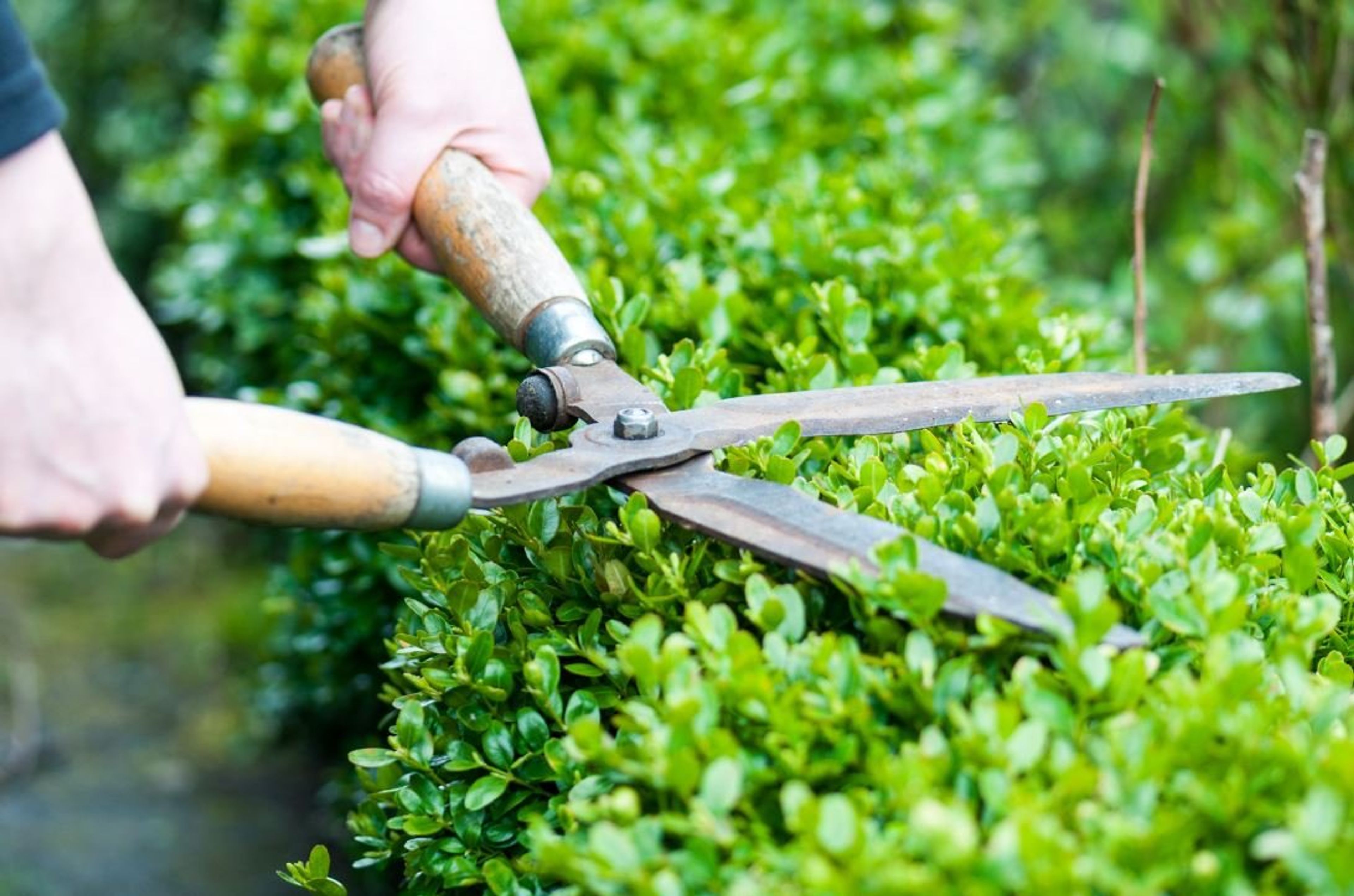 Transform Your Garden with Regular Hedge Trimming