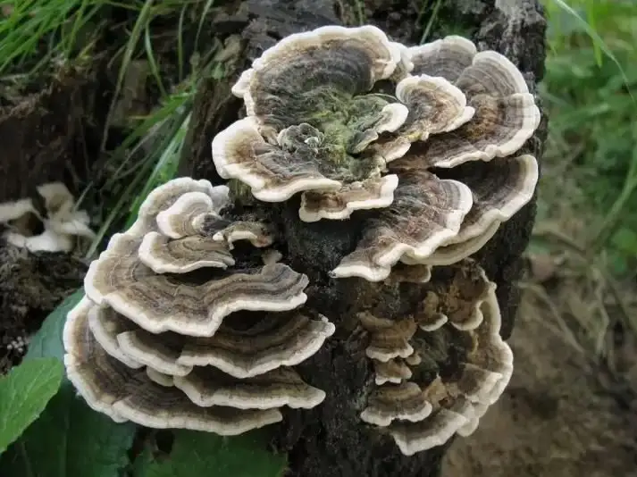 Lichens