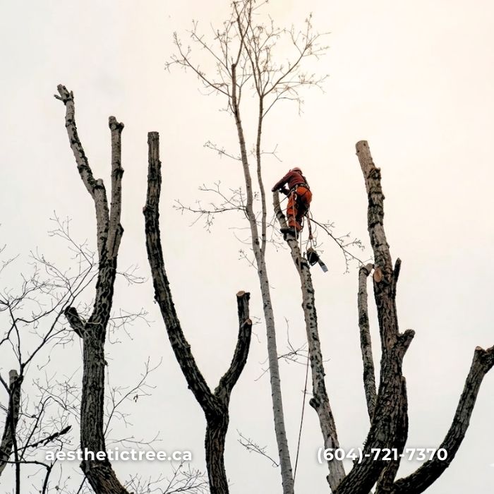 arborist vancouver aesthetic tree crew — arborist work in British Columbia