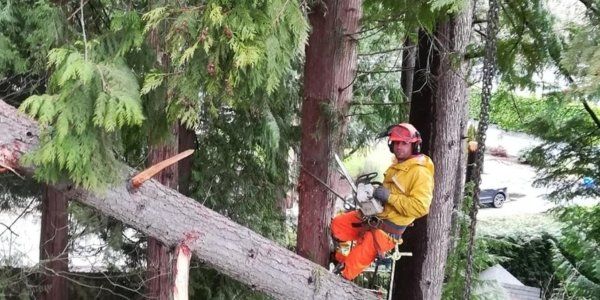 aesthetic tree arborist vancouver tree assessment