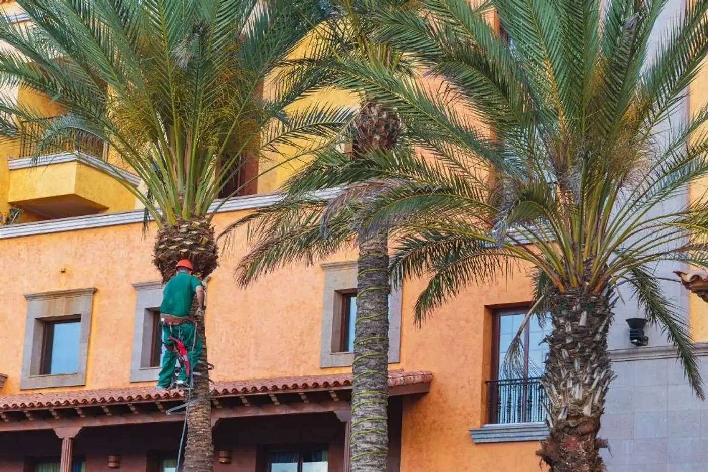 Are there any traditional or cultural practices that can help protect trees from heat stress?