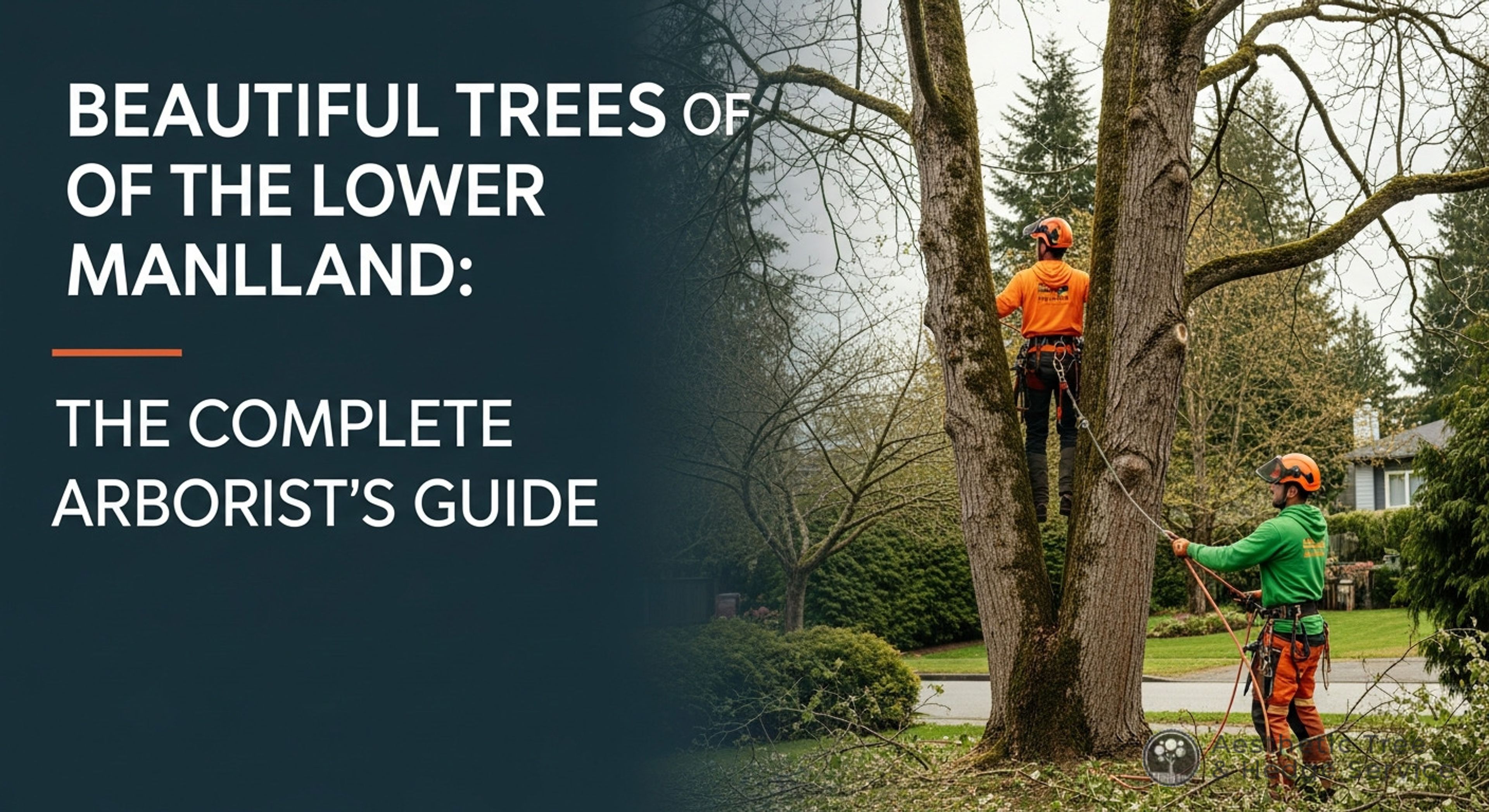 Beautiful Trees of the Lower Mainland: The Complete Arborist's Guide — AestheticTree