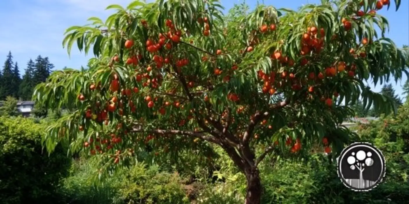 strategic pruning in vancouver