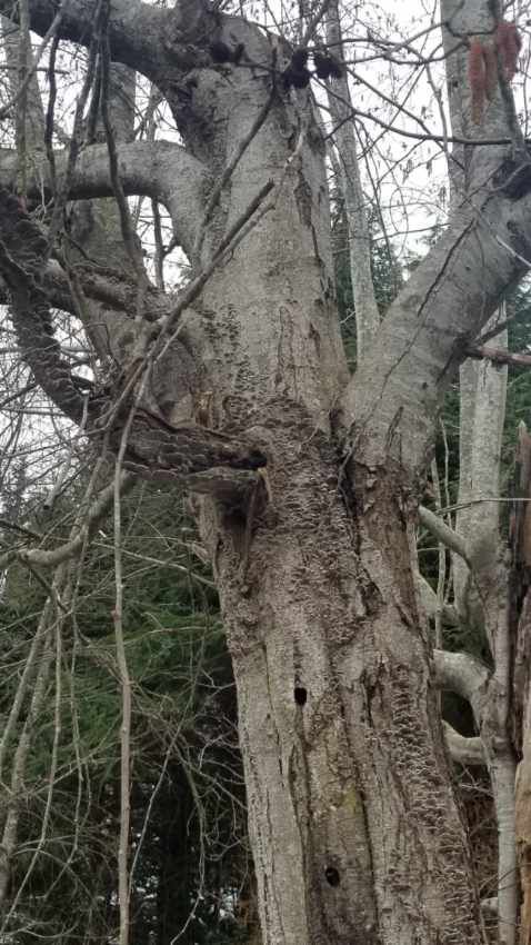 dead tree trunk decay holes arborist report vancouver — tree hollow assessment Vancouver