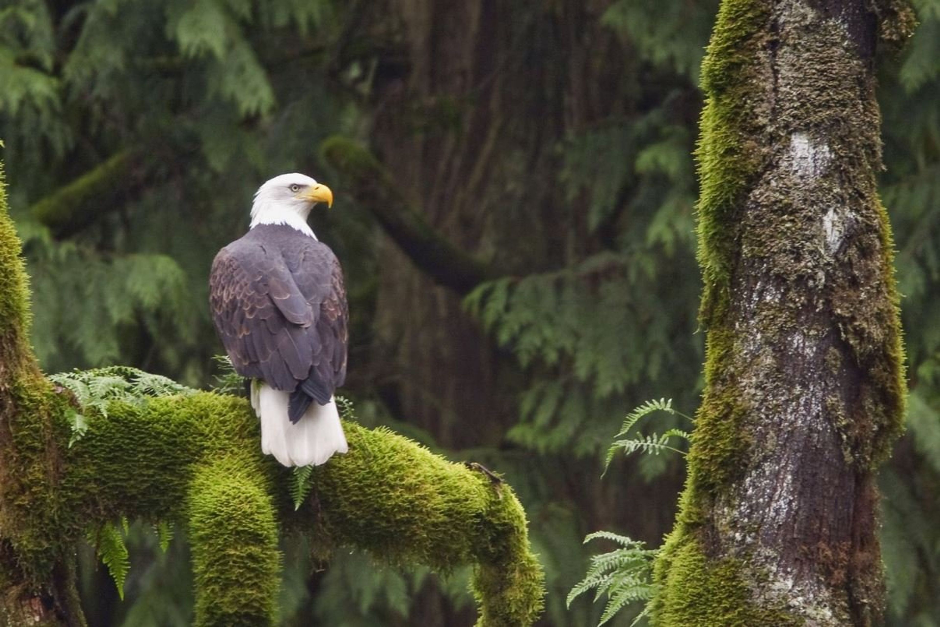 proper tree care for wildlife