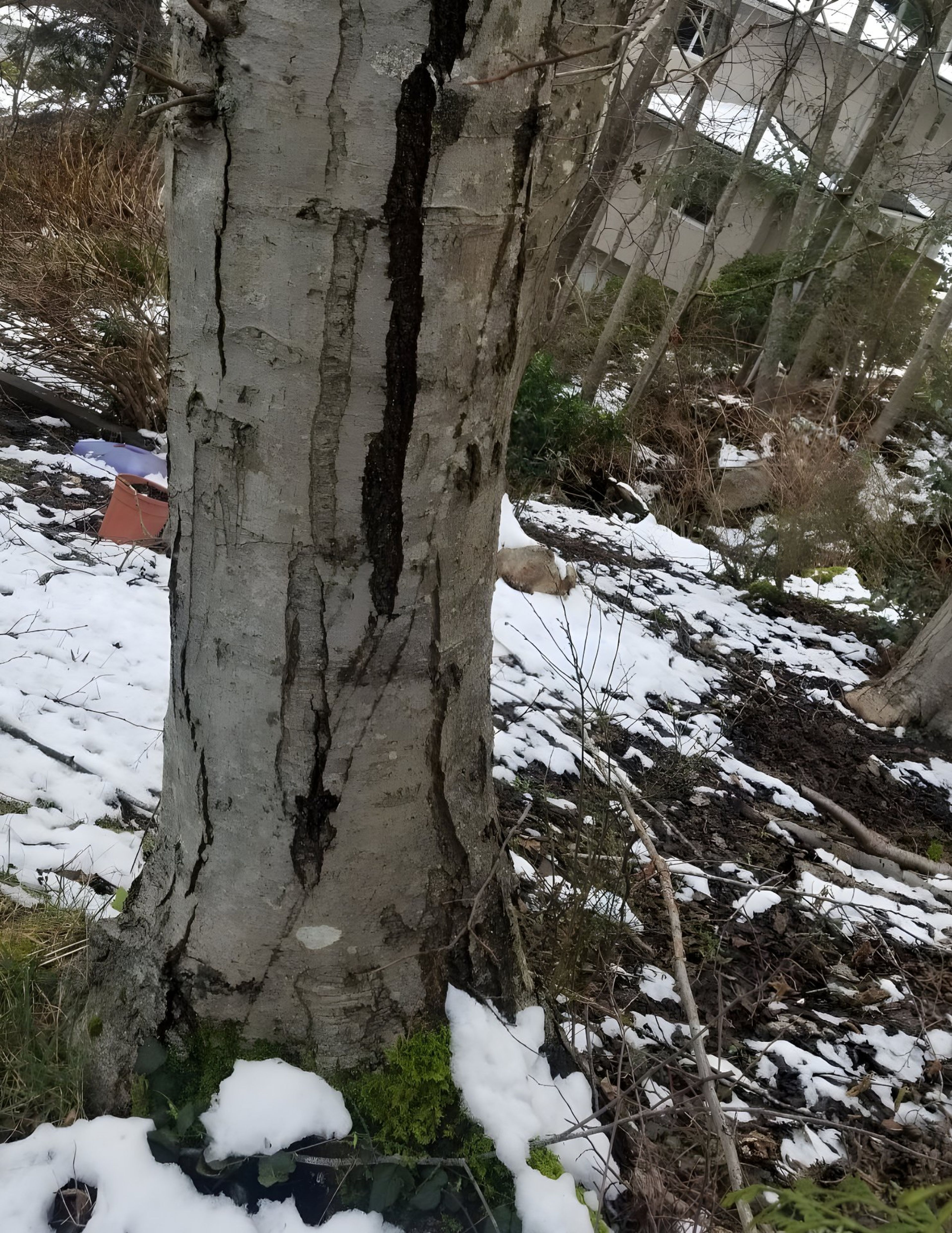 deep trunk cavity crack hazardous tree vancouver — Neighbor Offering to Remove Your Tree? Read This First