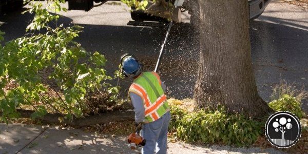 vancouver arborist tree care services